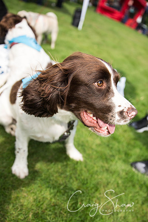 749_DoggyDashHudds2015_bluplanetphoto