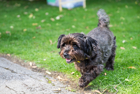 783_DoggyDashHudds2015_bluplanetphoto