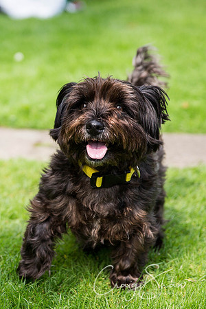788_DoggyDashHudds2015_bluplanetphoto