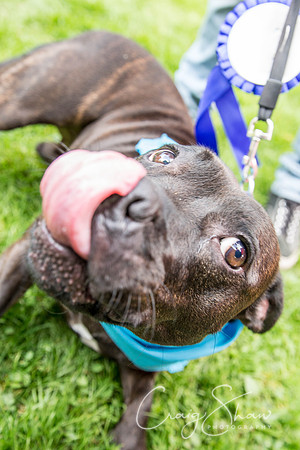 868_DoggyDashHudds2015_bluplanetphoto