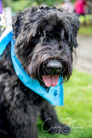 907_DoggyDashHudds2015_bluplanetphoto