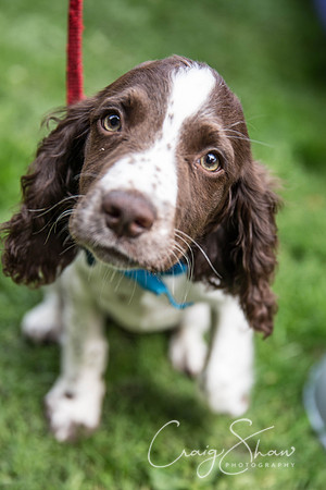 940_DoggyDashHudds2015_bluplanetphoto