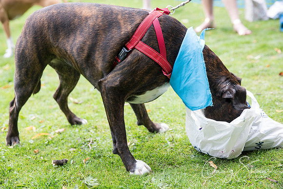 976_DoggyDashHudds2015_bluplanetphoto