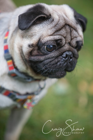 1074_DoggyDashHudds2015_bluplanetphoto