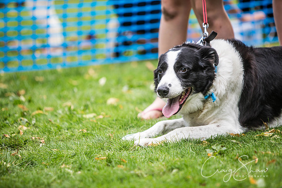 1081_DoggyDashHudds2015_bluplanetphoto
