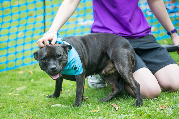 1090_DoggyDashHudds2015_bluplanetphoto