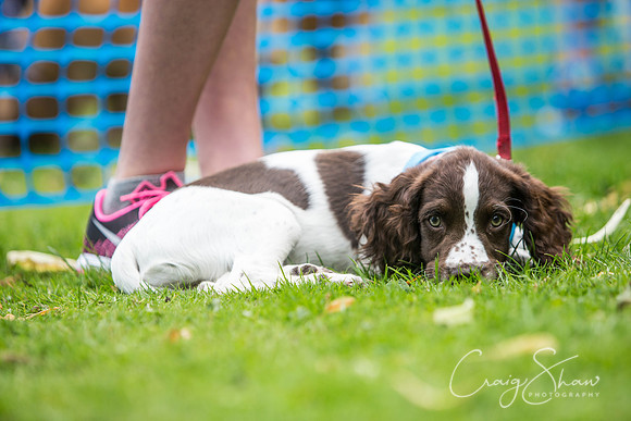 1193_DoggyDashHudds2015_bluplanetphoto