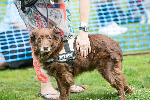 1236_DoggyDashHudds2015_bluplanetphoto