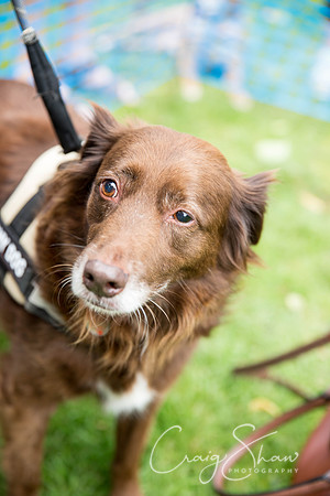 1281_DoggyDashHudds2015_bluplanetphoto