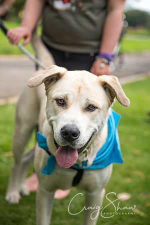 1324_DoggyDashHudds2015_bluplanetphoto