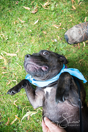 1370_DoggyDashHudds2015_bluplanetphoto