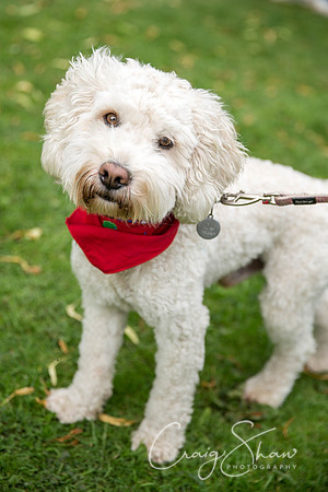 1376_DoggyDashHudds2015_bluplanetphoto