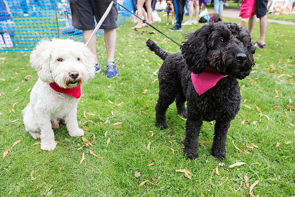 1384_DoggyDashHudds2015_bluplanetphoto