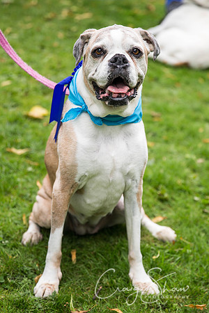 1423_DoggyDashHudds2015_bluplanetphoto