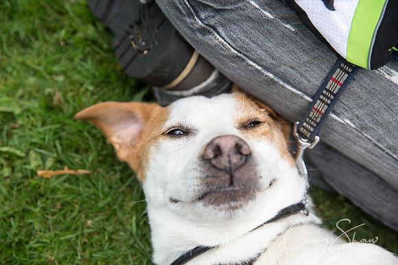 1438_DoggyDashHudds2015_bluplanetphoto