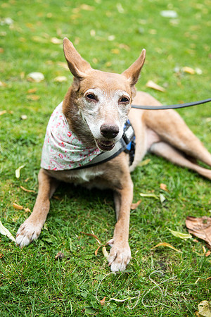 1442_DoggyDashHudds2015_bluplanetphoto