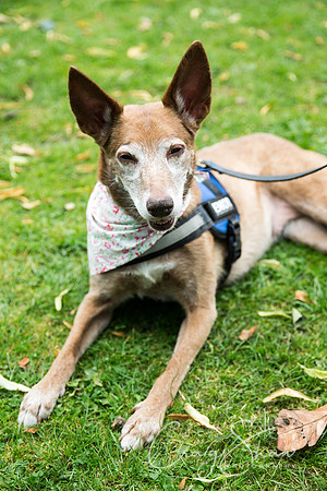 1450_DoggyDashHudds2015_bluplanetphoto