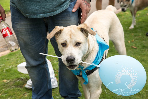 1469_DoggyDashHudds2015_bluplanetphoto