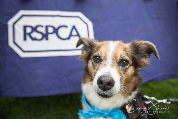 11_DoggyDashHudds2015_bluplanetphoto