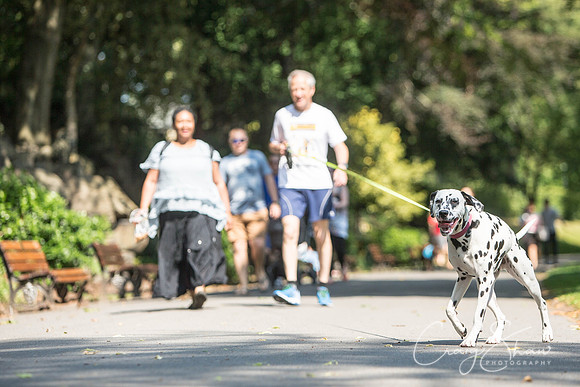 423_DoggyDashHudds2015_bluplanetphoto