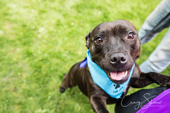882_DoggyDashHudds2015_bluplanetphoto