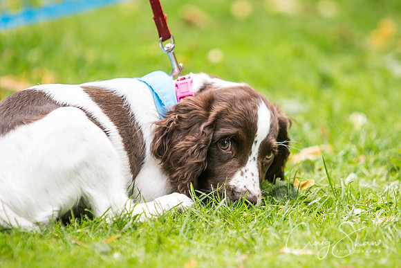 1174_DoggyDashHudds2015_bluplanetphoto
