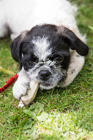 1561_DoggyDashHudds2015_bluplanetphoto
