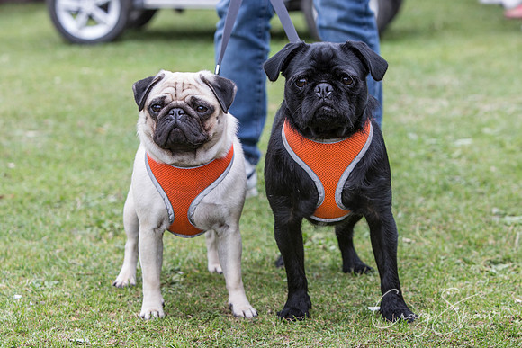 623_BarkintheParkHuddersfield_2014_bluplanetphoto