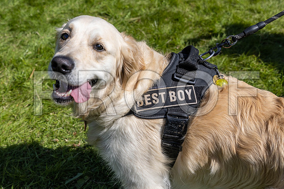 2623__PAWSFundogShow_July2022_cshaw