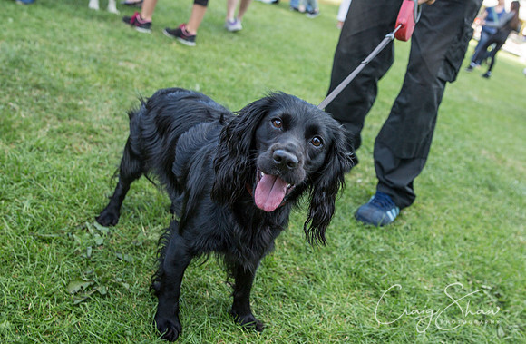 2503_K9Partyinthepark2014_RSPCAHalifax_bluplanetphoto