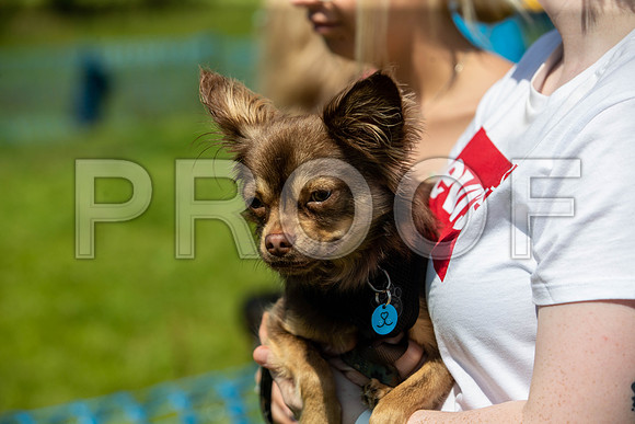 2423__PAWSFundogShow_July2022_cshaw