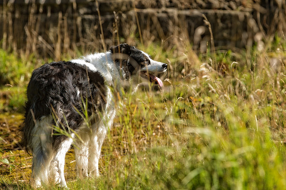 Dog Portraiture