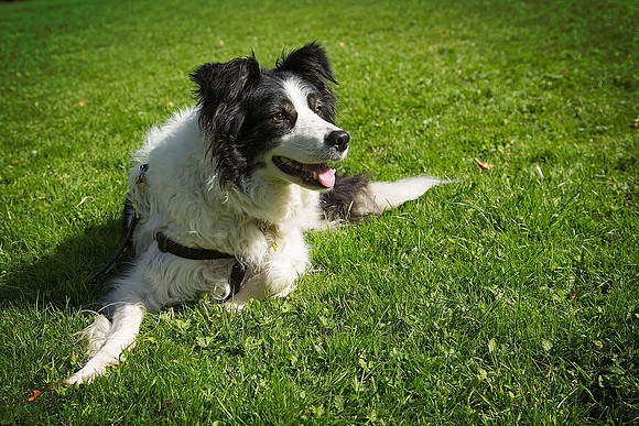 Dog Portraiture