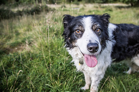 Dog Portraiture