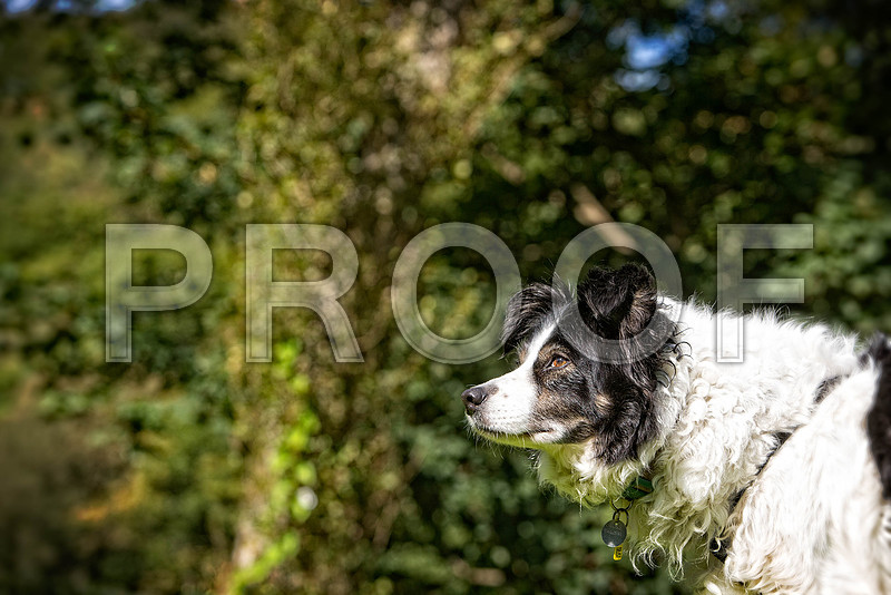 96_DogSessions_Tess_Sept2015_bluplanetphoto