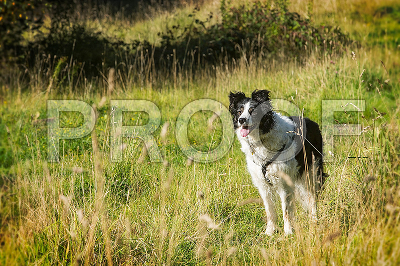 348_DogSessions_Tess_Sept2015_bluplanetphoto