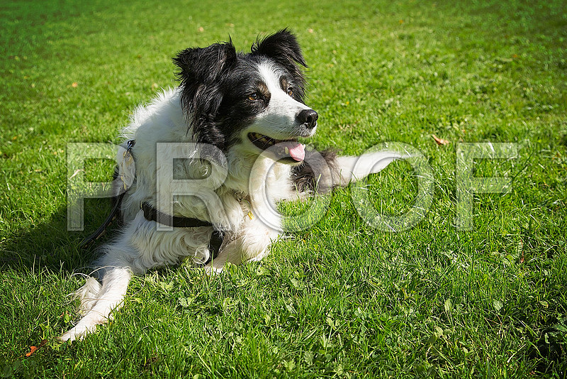 1025_DogSessions_Tess_Sept2015_bluplanetphoto