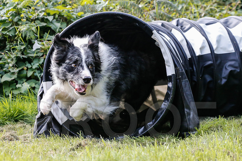 440_DogSessions_DiDogs_Sept2015_bluplanetphoto