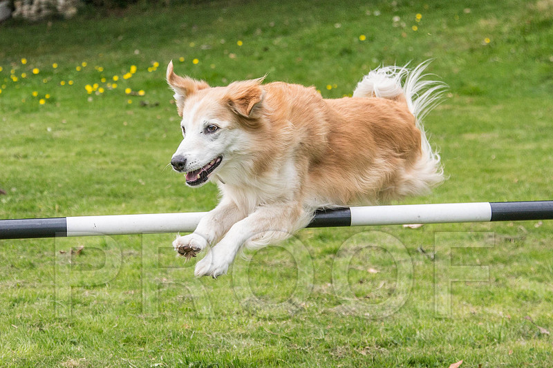 233_DogSessions_DiDogs_Sept2015_bluplanetphoto