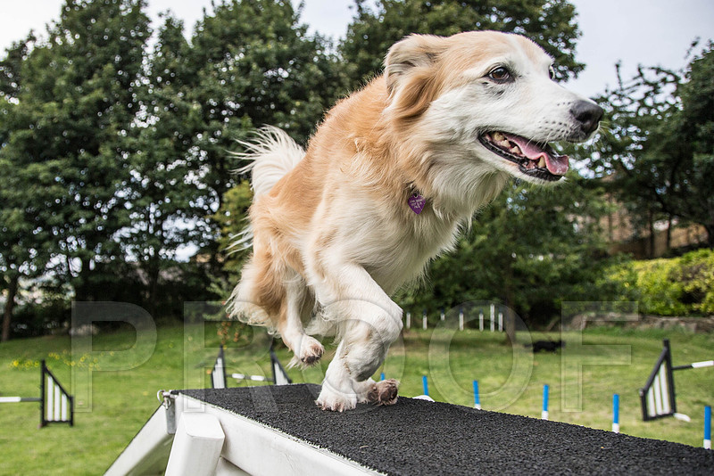 162_DogSessions_DiDogs_Sept2015_bluplanetphoto