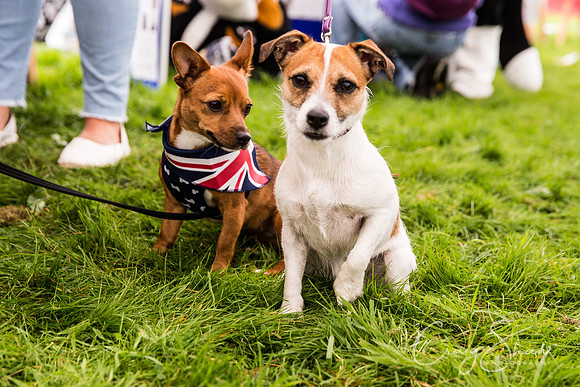 687_Woofstock2016_craigshaw