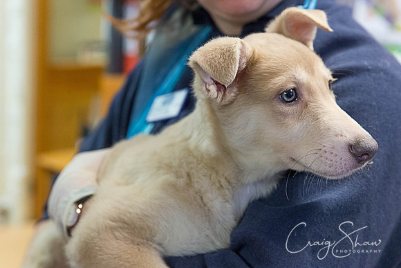 25_RSPCA_Christmas_Dec2013_bluplanetphoto-Edit
