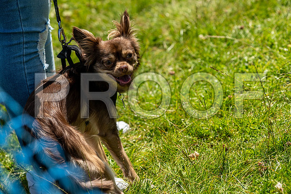 2453__PAWSFundogShow_July2022_cshaw