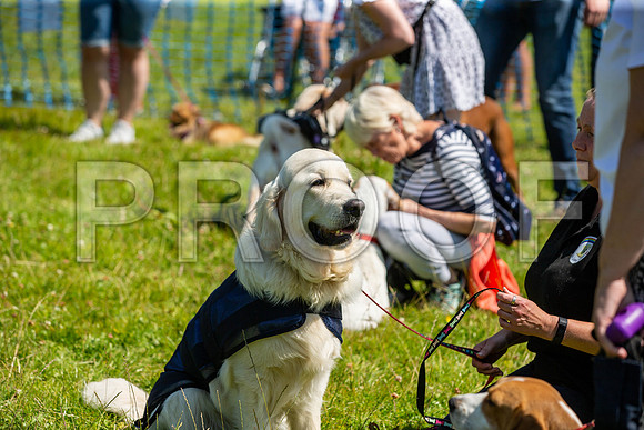 1623__PAWSFundogShow_July2022_cshaw