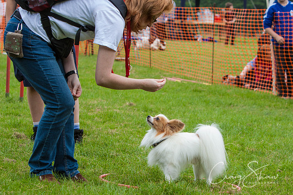 RSPCA Dog Day Afternoon
