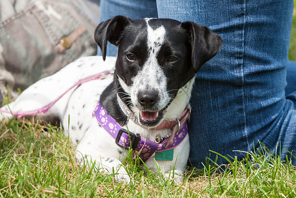 RSPCA Dog Day Afternoon