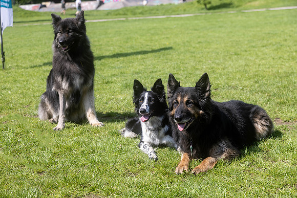 371_HebdensHappyHounds2024_Cshaw--Edit