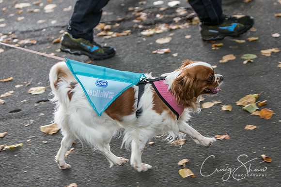 307_rspcaleedsbigwalkies_Events_craigshaw
