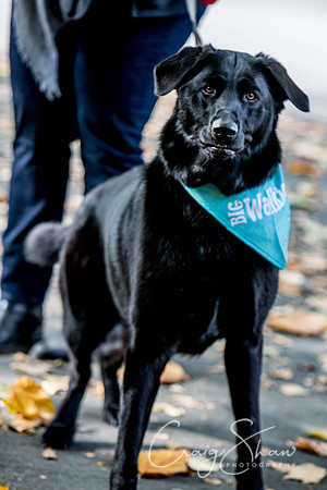 495_rspcaleedsbigwalkies_Events_craigshaw