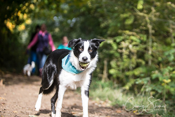 688_rspcaleedsbigwalkies_Events_craigshaw